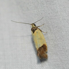 Merocroca automima