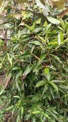 Machilus japonica