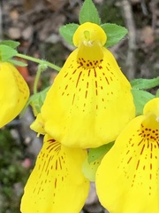 Calceolaria crenatiflora