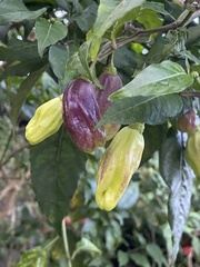 Capsicum chinense