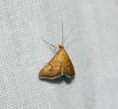 Myriostephes matura