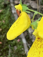 Calceolaria crenatiflora