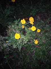 Tagetes