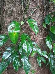 Pothos chinensis