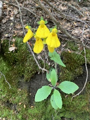 Calceolaria crenatiflora