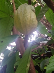 Theobroma cacao