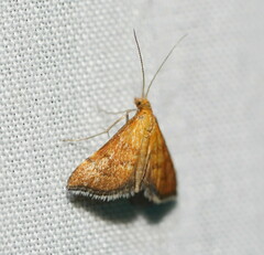Myriostephes matura