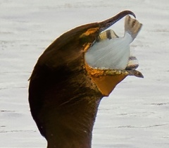 Platichthys stellatus