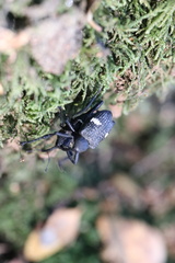 Tartarisus concinnus