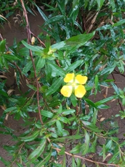Ludwigia elegans