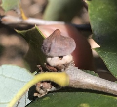 Heteroecus sanctaeclarae