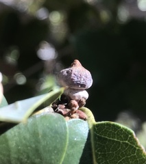 Heteroecus sanctaeclarae