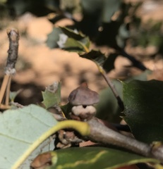 Heteroecus sanctaeclarae