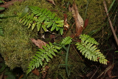 Asplenium gracillimum