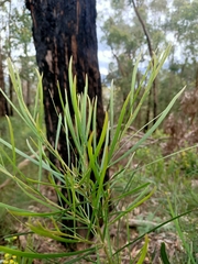 Acacia mucronata
