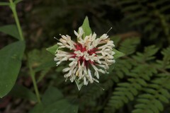 Pimelea ligustrina ligustrina