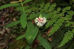 Pimelea ligustrina ligustrina