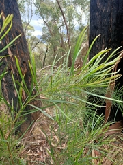 Acacia mucronata
