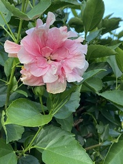 Hibiscus
