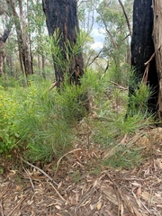 Acacia mucronata