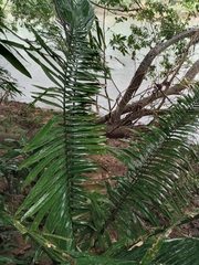 Arecaceae