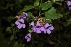 Prostanthera melissifolia