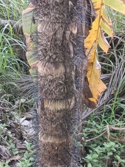 Bactris gasipaes