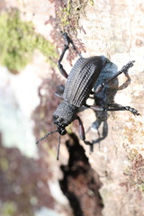 Aegorhinus suturalis