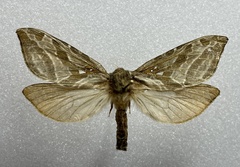 Sthenopis argenteomaculatus