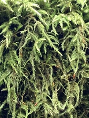 Claopodium crispifolium
