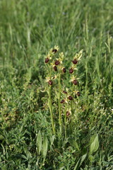 Ophrys sphegodes