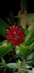 Costaceae