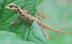 Anolis notopholis