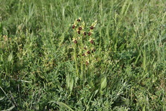Ophrys sphegodes