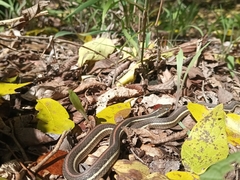 Thamnophis proximus rubrilineatus
