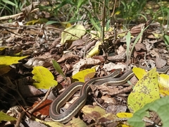 Thamnophis proximus rubrilineatus