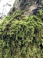 Claopodium crispifolium