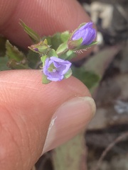 Veronica plebeia