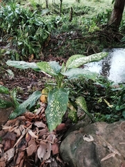 Dieffenbachia seguine