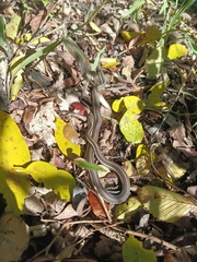 Thamnophis proximus rubrilineatus