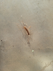 Scutigera coleoptrata