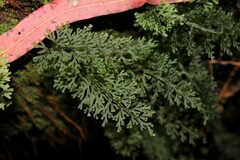 Hymenophyllum australe