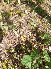 Thamnophis proximus rubrilineatus