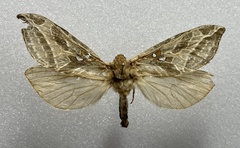 Sthenopis argenteomaculatus