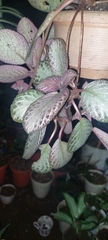 Episcia