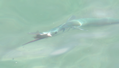 Tylosurus crocodilus