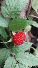 Rubus spectabilis