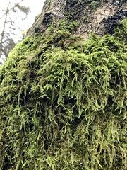 Claopodium crispifolium