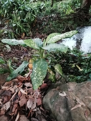 Dieffenbachia seguine