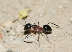 Camponotus intrepidus